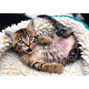 1000 Piece Jigsaw Puzzles, Cheerful Kitten, Puzzle of Animals, Cats, Kittens and Pets, Adult Puzzles, Trefl 10448