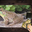 Frog Basking in Sunlight Oversized Playmat