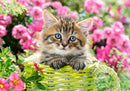 500 Piece Jigsaw Puzzle, Kitten in Flower Garden, Cat puzzle, Kittie puzzle, Cute cat, Adult Puzzle, Castorland B-52974