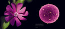 Pollen