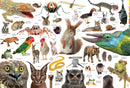 Curious Creatures