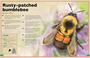 The Magnificent Book of Insects and Spiders