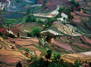 Art Wolfe: Rice Terraces