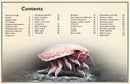 The Magnificent Book of Creatures of the Abyss
