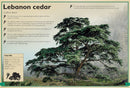 The Magnificent Book of Trees
