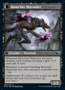 Baneblade Scoundrel // Baneclaw Marauder (MID-085) - Innistrad: Midnight Hunt: (Double Faced Transform) Foil
