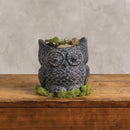 Cement Owl Planter in Dark Gray | Succulents Greenery Plant Pot | Decorative Indoor Outdoor Garden Décor