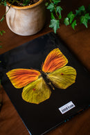 Extinct & Endangered: Insects in Peril