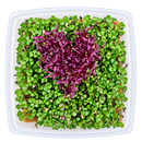 GrowArt™ Grow-Your-Own Seed Art Kit — Edible Microgreens Craft for Kids