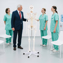 Life Size Human Skeleton Model for Anatomy Anatomical Skeleton with Nerves System
