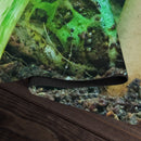 Patient Glutton Playmat