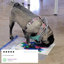 Party Animal Pet Bandana | In Blue With Printed Hearts Designs