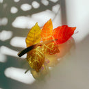 Velvet Claws Autumn Leaf Hair Clip