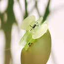Velvet Claws Hair Clip | Cherries in Mint Ice