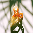 Velvet Claws Mini Coquette Bow in Caramel Latte Hair Clip | Claw Clip in Velvet Travel Bag