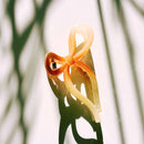 Velvet Claws Mini Coquette Bow in Caramel Latte Hair Clip | Claw Clip in Velvet Travel Bag