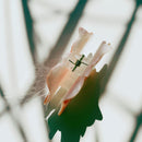 Velvet Claws Mini Orange Cat Hair Claw