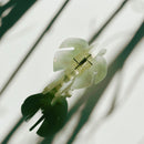 Velvet Claws Monstera White Tropical Hair Clip