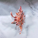 Velvet Claws Realistic Conch Shell Hair Claw in Natural Brown and White