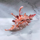 Velvet Claws Realistic Conch Shell Hair Claw in Natural Brown and White | Claw Clip in Velvet Travel Bag