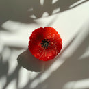 Velvet Claws Round Poppy Small Hair Claw | Claw Clip in Velvet Travel Bag