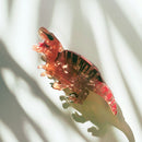 Velvet Claws T-Rex Hair Claw and T-Rex Flask Style Pop Art Water Bottle Bundle