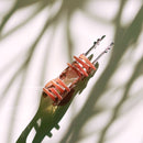 Velvet Claws Violin Hair Claw | Music Lover Claw Clip in Velvet Travel Bag