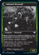 Infestation Expert // Infested Werewolf (DBL-473) - Innistrad: Double Feature: (Double Faced Transform) Foil