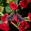 Cinnabar Moth Enamel Pin