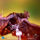 Godzilla: King of the Monsters (Exquisite Basic) Rodan PX Action Figure