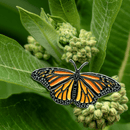 Monarch Butterfly Enamel Pin