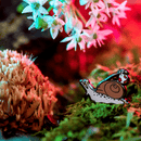 Rover the Snail Mini Enamel Pin