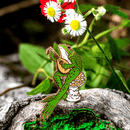 The Traveling Bard | Frog & Mushroom Enamel Pin