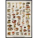 Vintage Mushrooms by Millot Print Print The Original Underground 