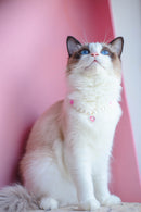 Pet Cat Beads Love Necklace
