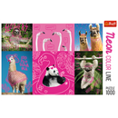 1000 Piece Jigsaw Puzzles, Crazy Animals, Silly Animals, Panda, Llama, Sloth, Flamingo, Adult Puzzles, Trefl 10594