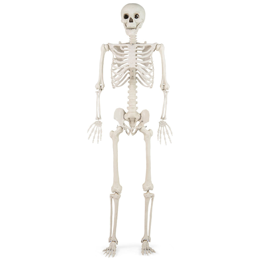 5.4 FT Halloween Skeleton Decoration Life Size Large Skeleton