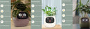 Smart AI Planter with Expressions and Sensors
