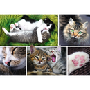 1500 Piece Jigsaw Puzzle, Just Cat Things Collage, Pets, Cats and Kittens, Animal Collage, Adult Puzzles, Trefl 26145
