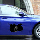 Car body sticker