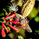 Marbled Orbweaver Female Enamel Pin