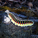Kentucky Flat-backed Millipede Iron-on Patch