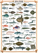 Puzzle: Animal Charts - Sea Fish