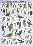 Puzzle: Animal Charts - Birds of Prey and Owls