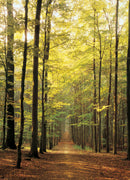 Puzzle: Scenic Photography - Forest Path