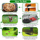 26in Single Door Live Animal Cage Trap For Animals Under 5LBS Easy To Setup Humane Galvanized Iron Trap Cage For Small Cats Rabbits Squirrels Moles Ch
