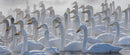 Migrations