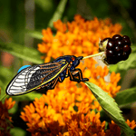 Periodical Cicada Enamel Pin