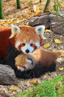 Puzzle: Save Our Planet Puzzles - Red Pandas