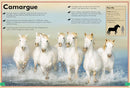 The Magnificent Book of Horses
